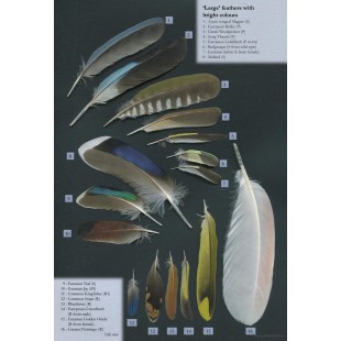 Knyga  "Feathers: An Identification Guide to the Feathers of Western European Birds"