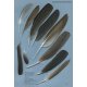 Knyga  "Feathers: An Identification Guide to the Feathers of Western European Birds"