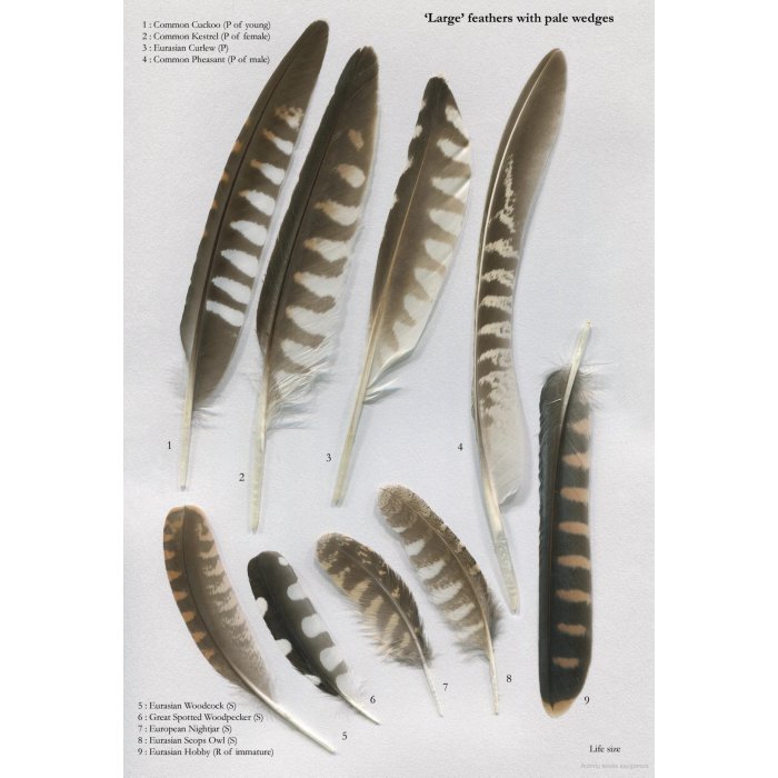 Knyga  "Feathers: An Identification Guide to the Feathers of Western European Birds"