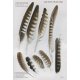 Knyga  "Feathers: An Identification Guide to the Feathers of Western European Birds"