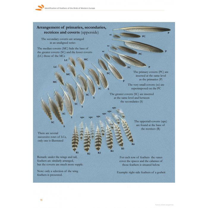 Knyga  "Feathers: An Identification Guide to the Feathers of Western European Birds"