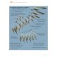 Knyga  "Feathers: An Identification Guide to the Feathers of Western European Birds"
