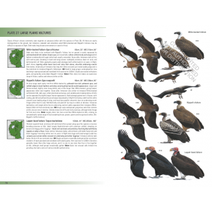 Knyga  "Birds of East Africa: Kenya, Tanzania, Uganda, Rwanda, Burundi" Princeton guide