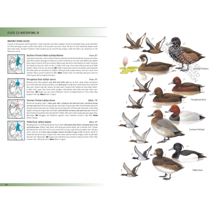 Knyga  "Birds of East Africa: Kenya, Tanzania, Uganda, Rwanda, Burundi" Princeton guide