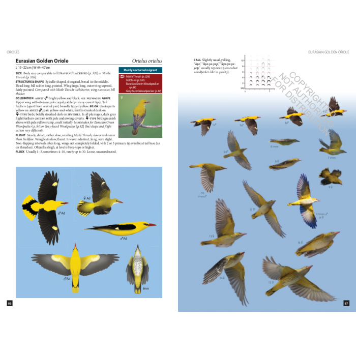 Knyga  "Flight Identification of European Passerines and Select Landbirds: An Illustrated and Photographic Guide"