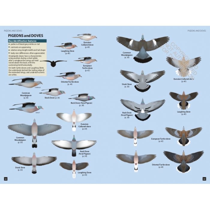 Knyga  "Flight Identification of European Passerines and Select Landbirds: An Illustrated and Photographic Guide"