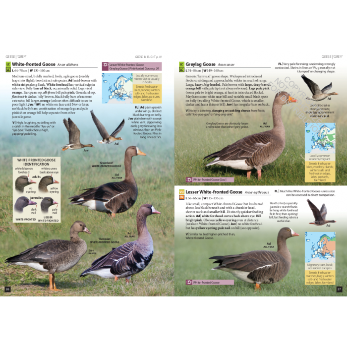 Knyga  "Europe's Birds: An Identification Guide"