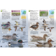 Knyga  "Europe's Birds: An Identification Guide"