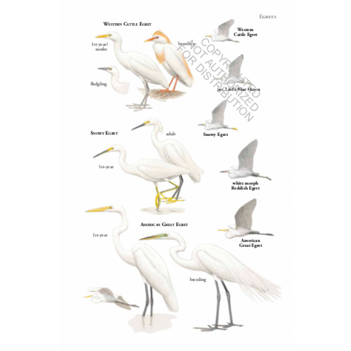 Knyga  "Birds of Costa Rica"