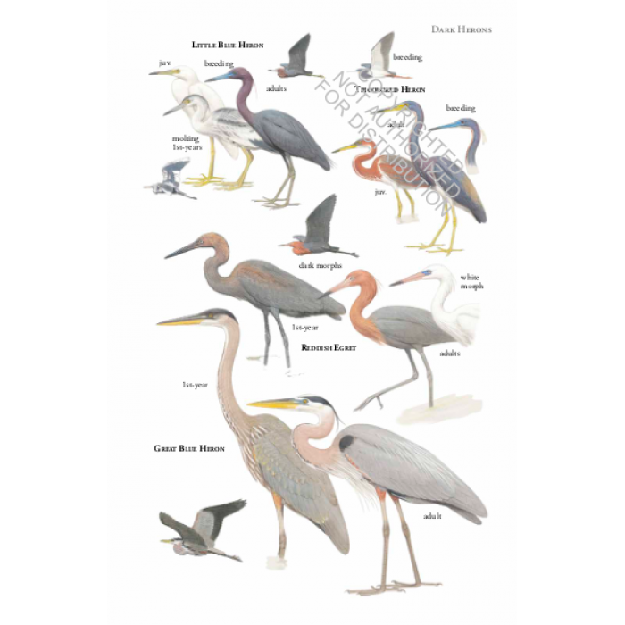 Knyga  "Birds of Costa Rica"