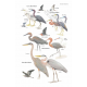 Knyga  "Birds of Costa Rica"