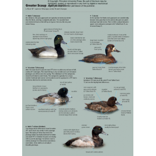 Knyga  "ID Handbook of European Birds"