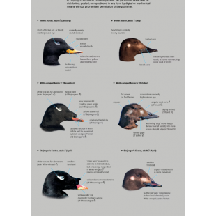 Knyga  "ID Handbook of European Birds"