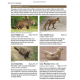 Knyga  "Britain's Mammals Updated Edition: A Field Guide to the Mammals of Great Britain and Ireland"