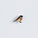 Ženkliukas EUROPEAN STONECHAT/ Juodagalvė kiauliukė