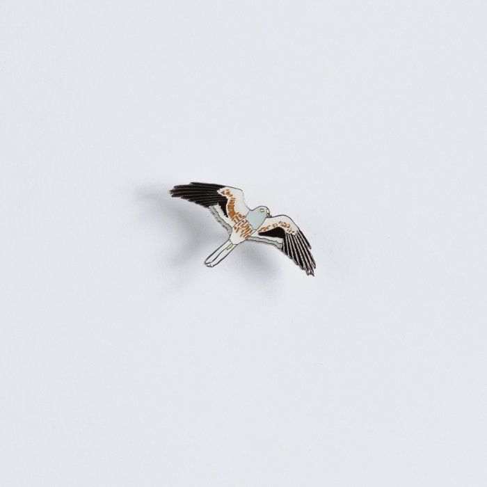 Ženkliukas MONTAGU'S HARRIER / Pievinė lingė