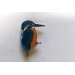 Ženkliukas KINGFISHER / Tulžys (tupintis)