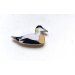 Ženkliukas COMMON EIDER / Paprastoji gaga