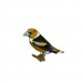 Ženkliukas Svilikas / HAWFINCH