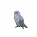 Ženkliukas Baltoji pelėda / SNOWY OWL 