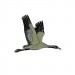 Ženkliukas COMMON CRANE / Pilkoji gervė (skrendanti)