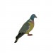 Ženkliukas Keršulis / WOOD PIGEON