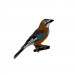 Ženkliukas Eurazinis kėkštas / EURASIAN JAY
