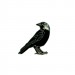 Ženkliukas Kuosa / JACKDAW