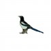 Ženkliukas Šarka / EURASIAN MAGPIE