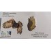 Ženkliukas EAGLE OWL / Didysis apuokas