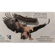 Ženkliukas WHITE-TAILED EAGLE / Jūrinis erelis