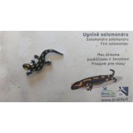 Ženkliukas FIRE SALAMANDER / Ugninė salamandra