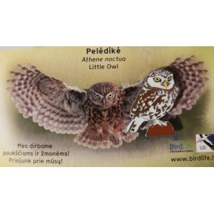 Ženkliukas LITTLE OWL / Pelėdikė